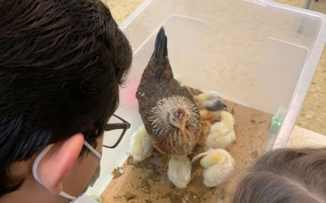 Protegido: Primer Ciclo de Primaria: Visita de unos pequeños amigos